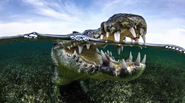 crocodile with mouth open